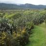 Vers Rapahoe - Point Elizabeth Walkway