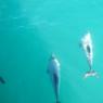Dauphins