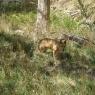 Cleland Wildlife Park
