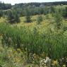 Vue depuis la route 293 au sud de St-Cyprien