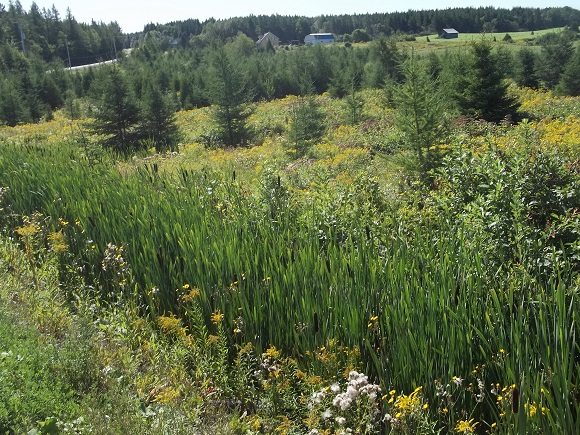 Vue depuis la route 293 au sud de St-Cyprien