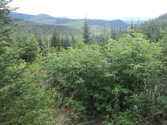 Vue depuis route 44