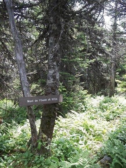 Sommet boisé du Mont de l'Ouest