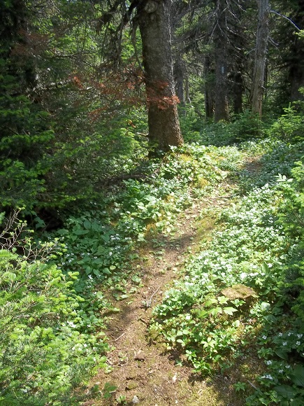 Descente du Mont Pointu