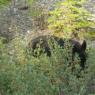 ours noir