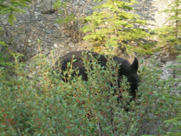 ours noir