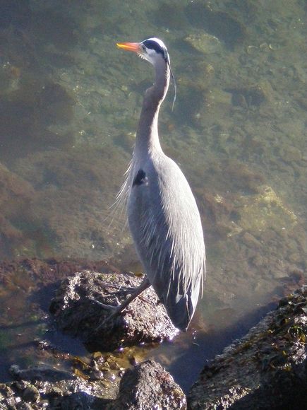 Heron cendre