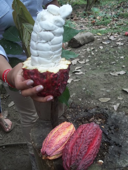 Cacao