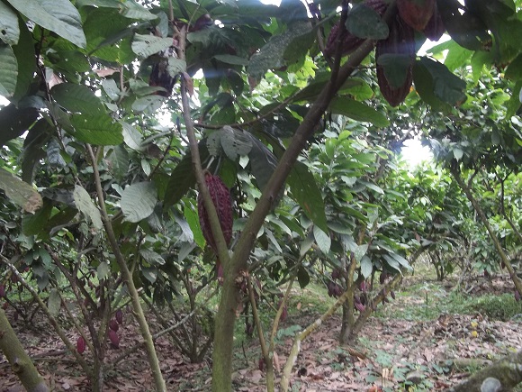 Cacaoyer