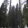 Parc national de Yosemite
