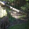 Cougar