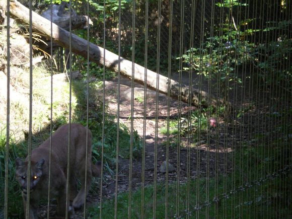 Cougar