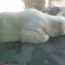 Ours polaire